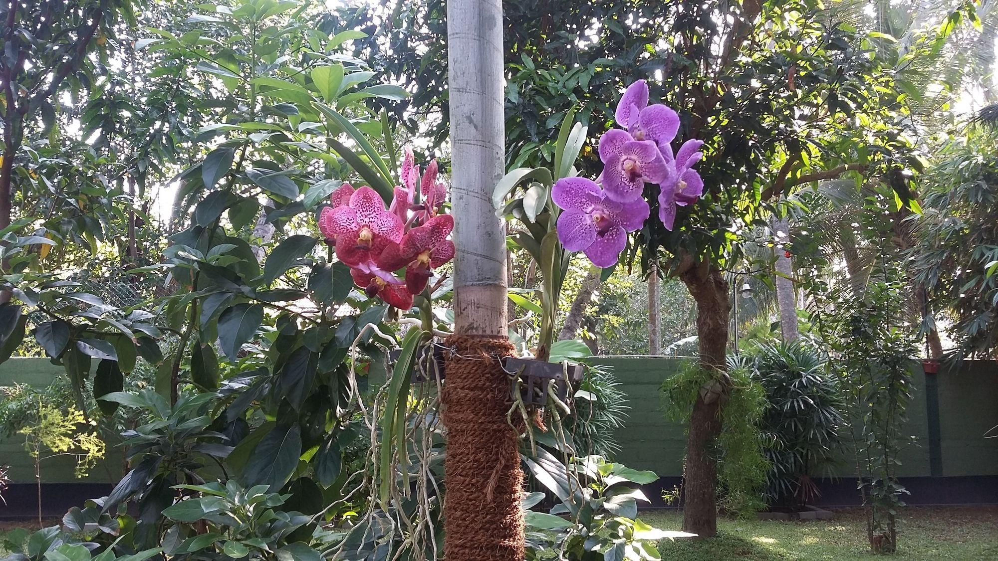 West Dene Bed and Breakfast Negombo Eksteriør billede
